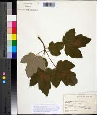 Acer rubrum var. drummondii image