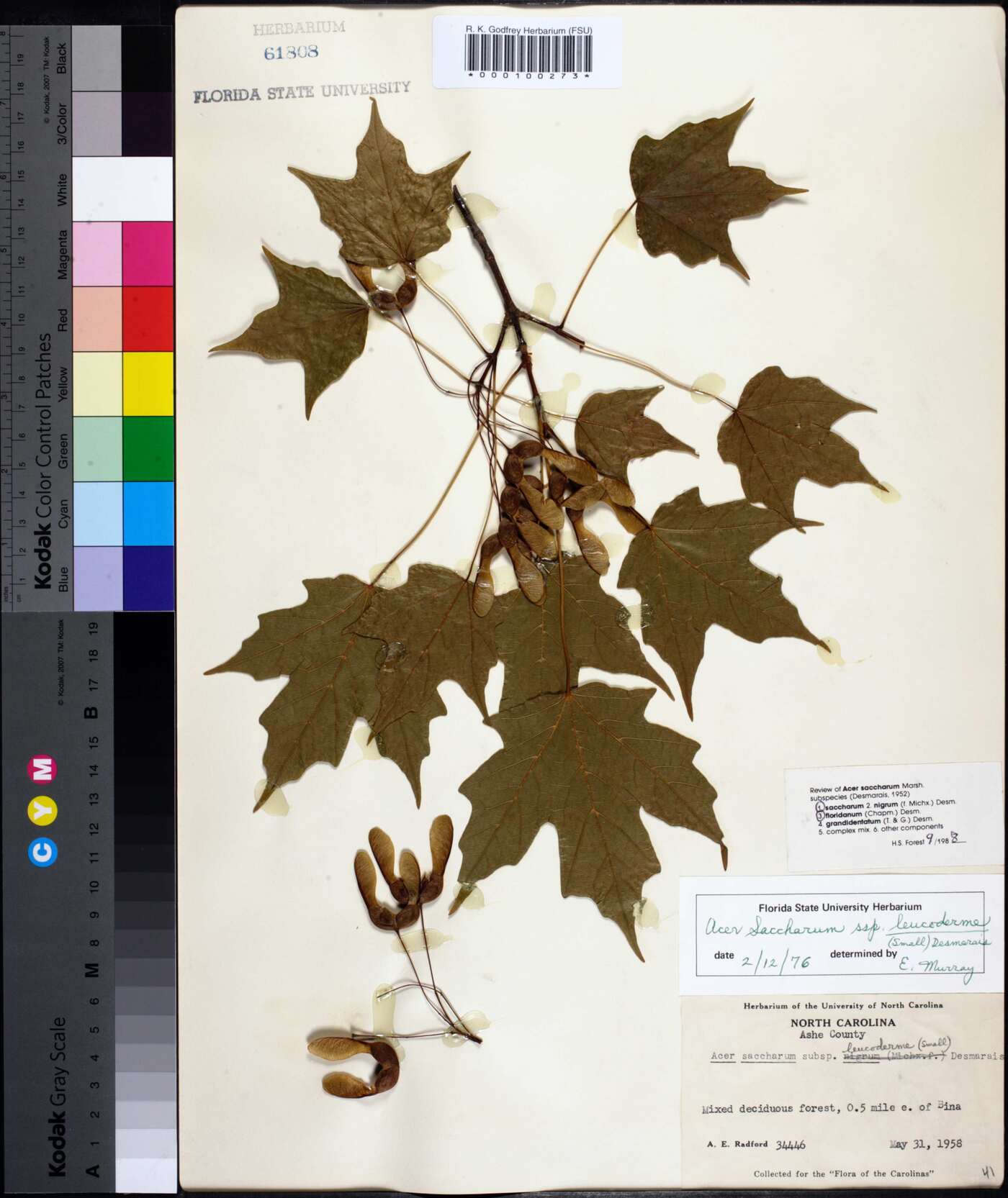 Acer saccharum subsp. leucoderme image