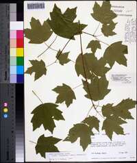 Acer saccharum subsp. leucoderme image