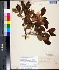 Rhododendron arborescens image