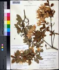 Rhododendron arborescens image