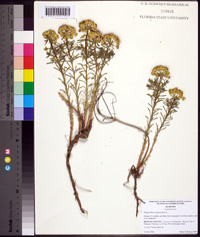 Euphorbia cyparissias image