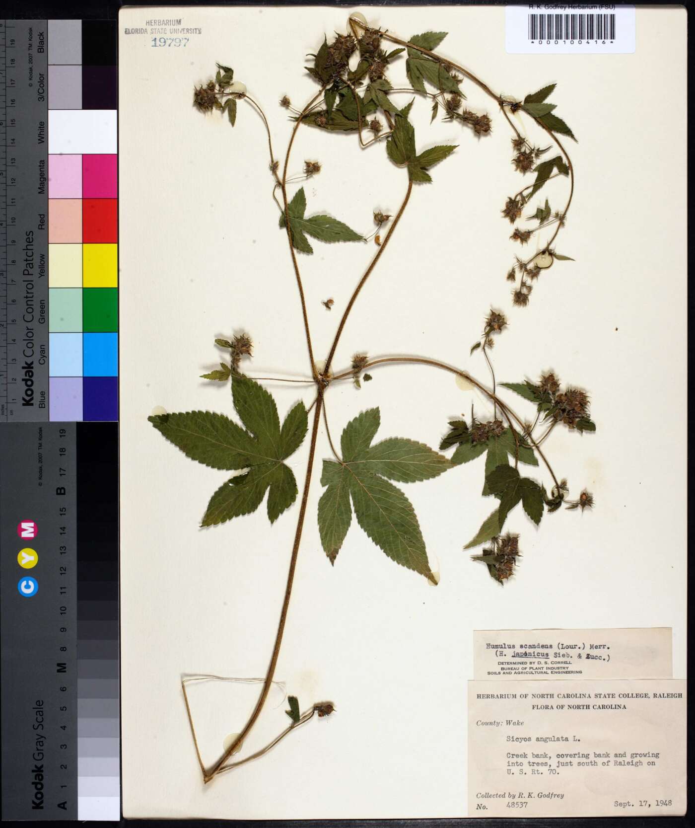 Humulus scandens image