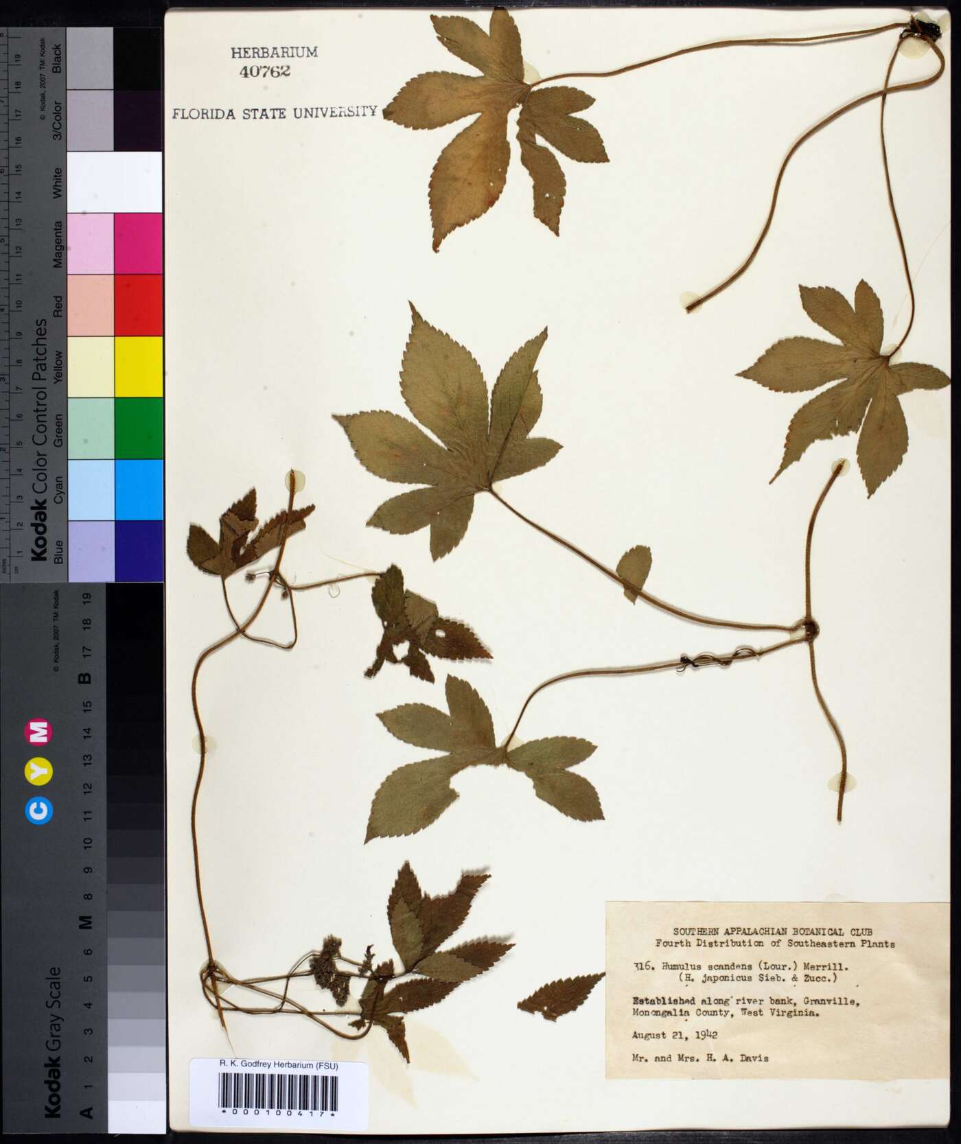 Humulus scandens image