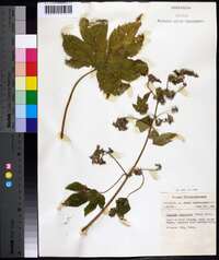 Humulus japonicus image