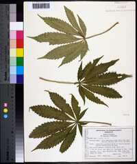 Cannabis sativa image