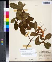 Rhododendron calendulaceum image