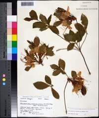 Rhododendron calendulaceum image