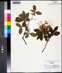 Rhododendron calendulaceum image