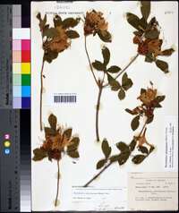 Rhododendron calendulaceum image