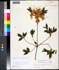 Rhododendron calendulaceum image