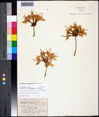 Rhododendron calendulaceum image