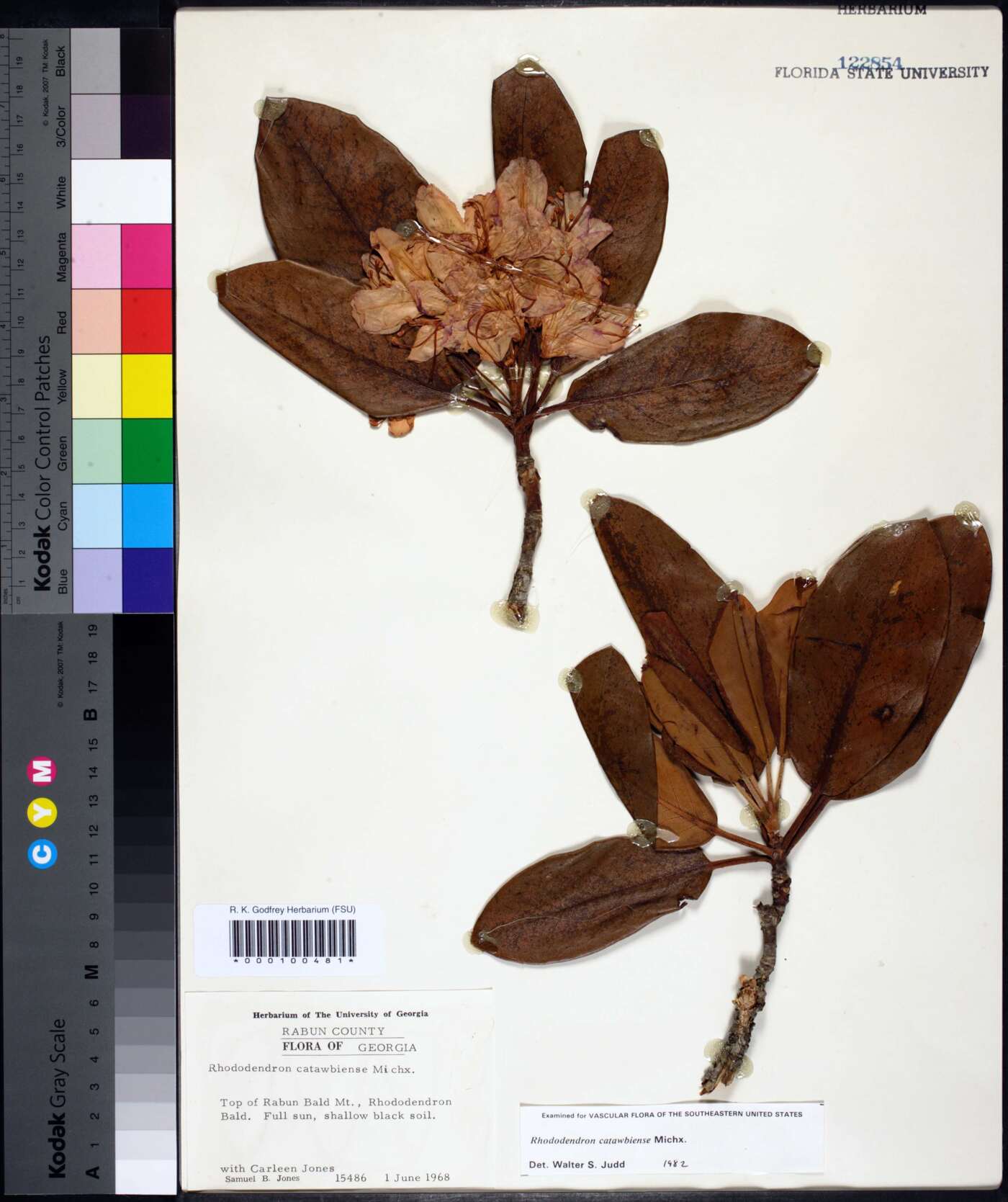 Rhododendron catawbiense image