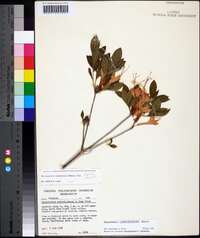 Rhododendron cumberlandense image