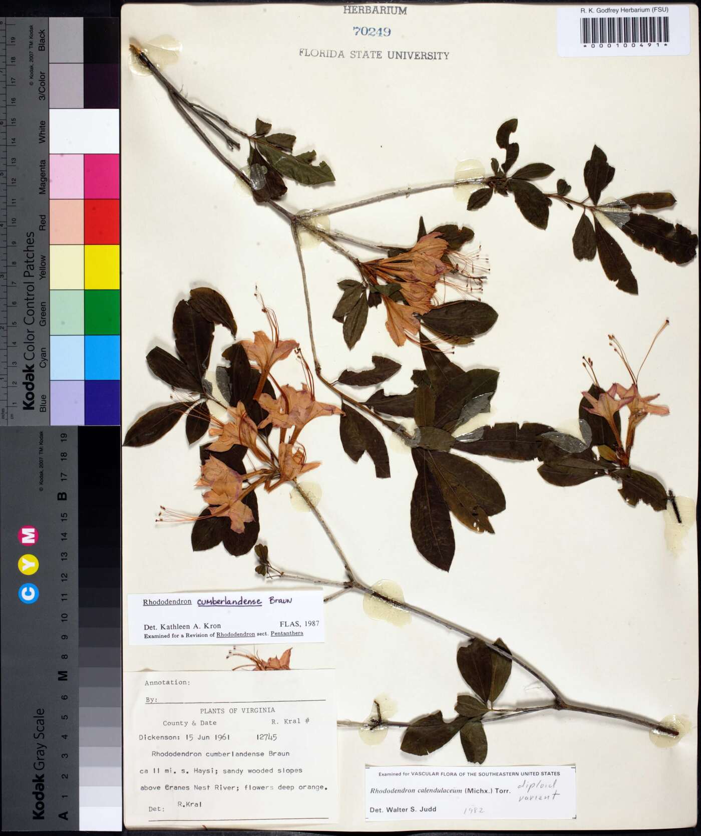 Rhododendron cumberlandense image