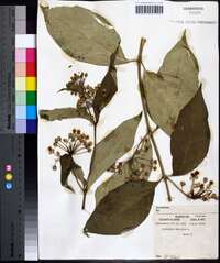 Asclepias exaltata image