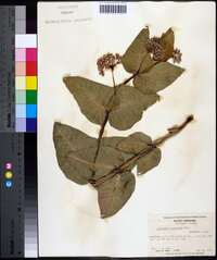 Asclepias humistrata image