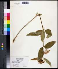 Asclepias perennis image