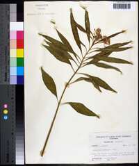 Asclepias perennis image