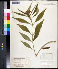 Asclepias perennis image