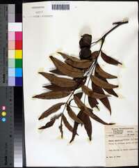 Carya aquatica image