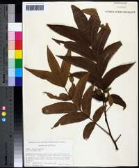 Carya aquatica image