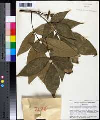 Carya carolinae-septentrionalis image