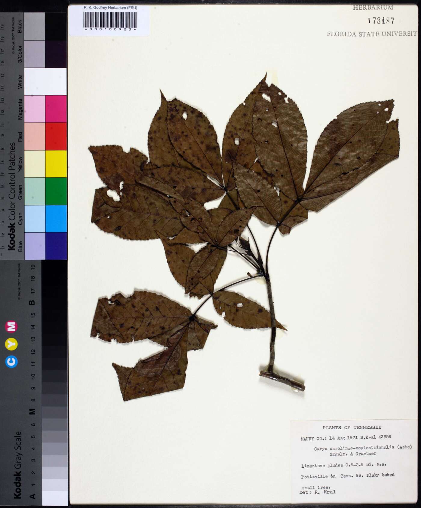 Carya carolinae-septentrionalis image