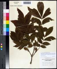 Carya illinoinensis image