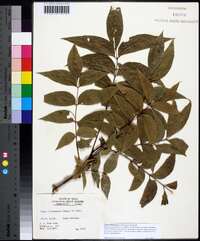 Carya illinoinensis image