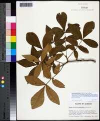 Carya myristiciformis image