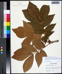 Carya myristiciformis image