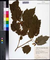 Acer spicatum image