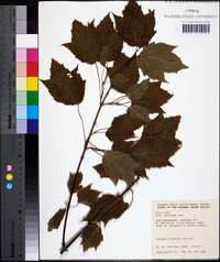 Acer spicatum image