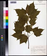 Acer spicatum image