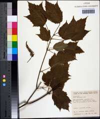 Acer spicatum image