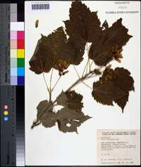 Acer spicatum image