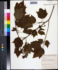 Acer spicatum image