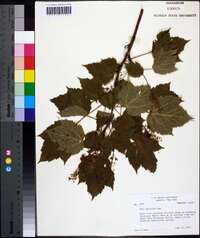 Acer spicatum image