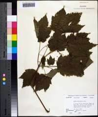 Acer spicatum image