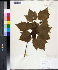 Acer spicatum image