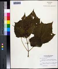 Acer spicatum image