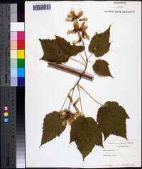 Acer spicatum image