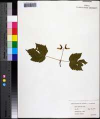 Acer spicatum image