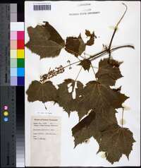 Acer spicatum image