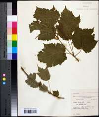 Acer spicatum image