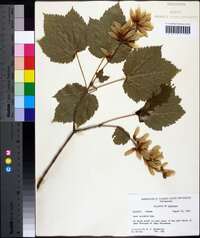 Acer spicatum image