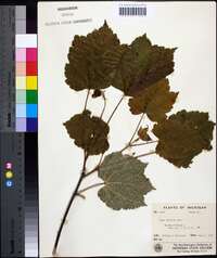 Acer spicatum image