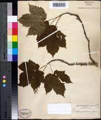 Acer spicatum image