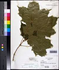 Acer nigrum image